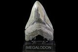 Serrated, Megalodon Tooth - Georgia #72478-2